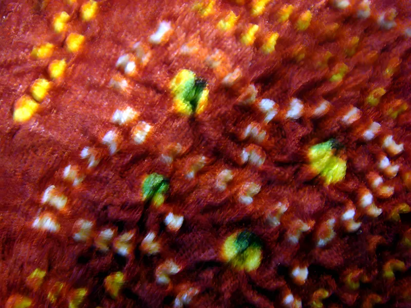 Bandhani with yellow and green dots