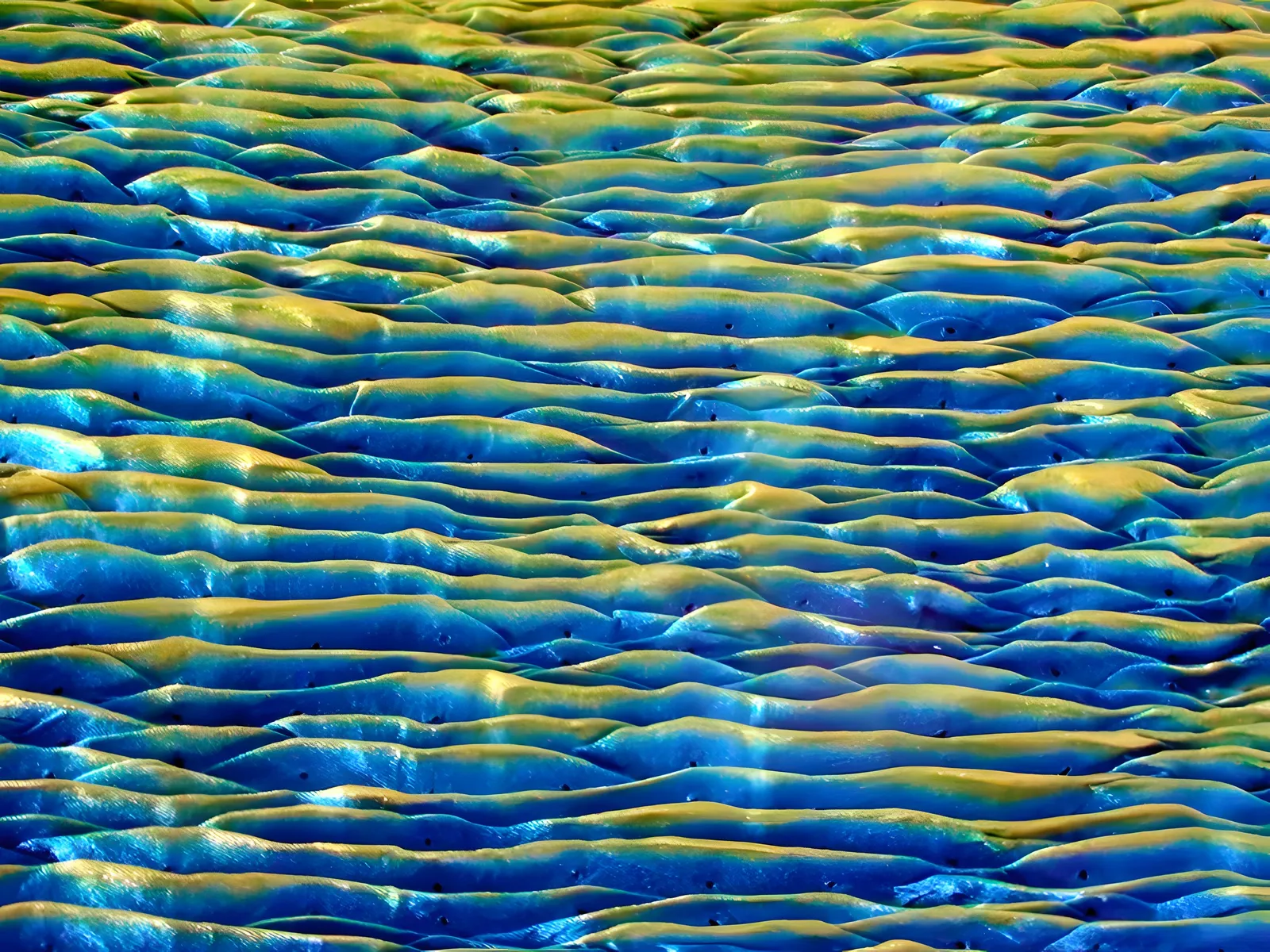 Crinkled tie-dye silk in peacock blue and green
